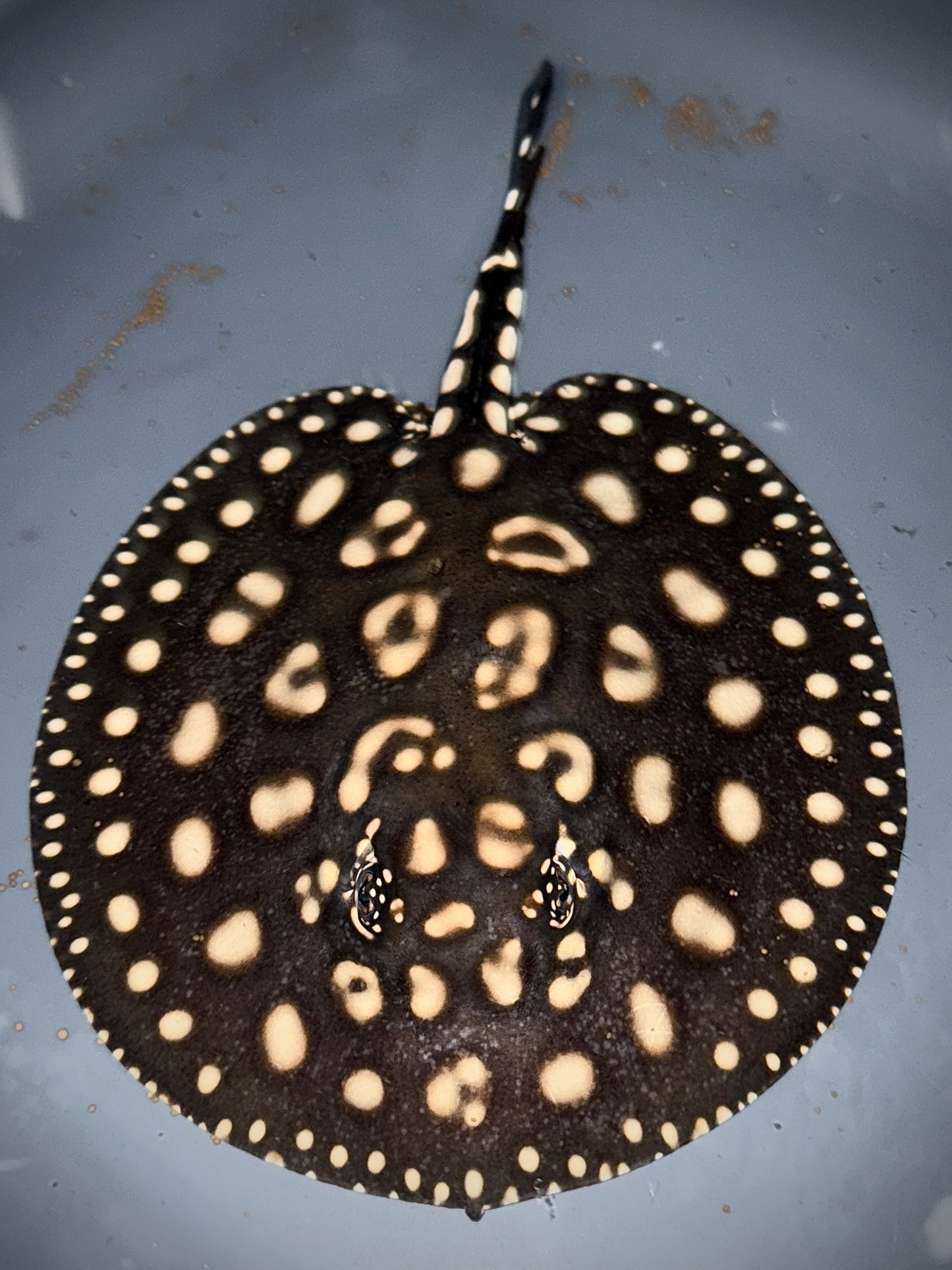 Blackdiamond x Henlei Male 15cm