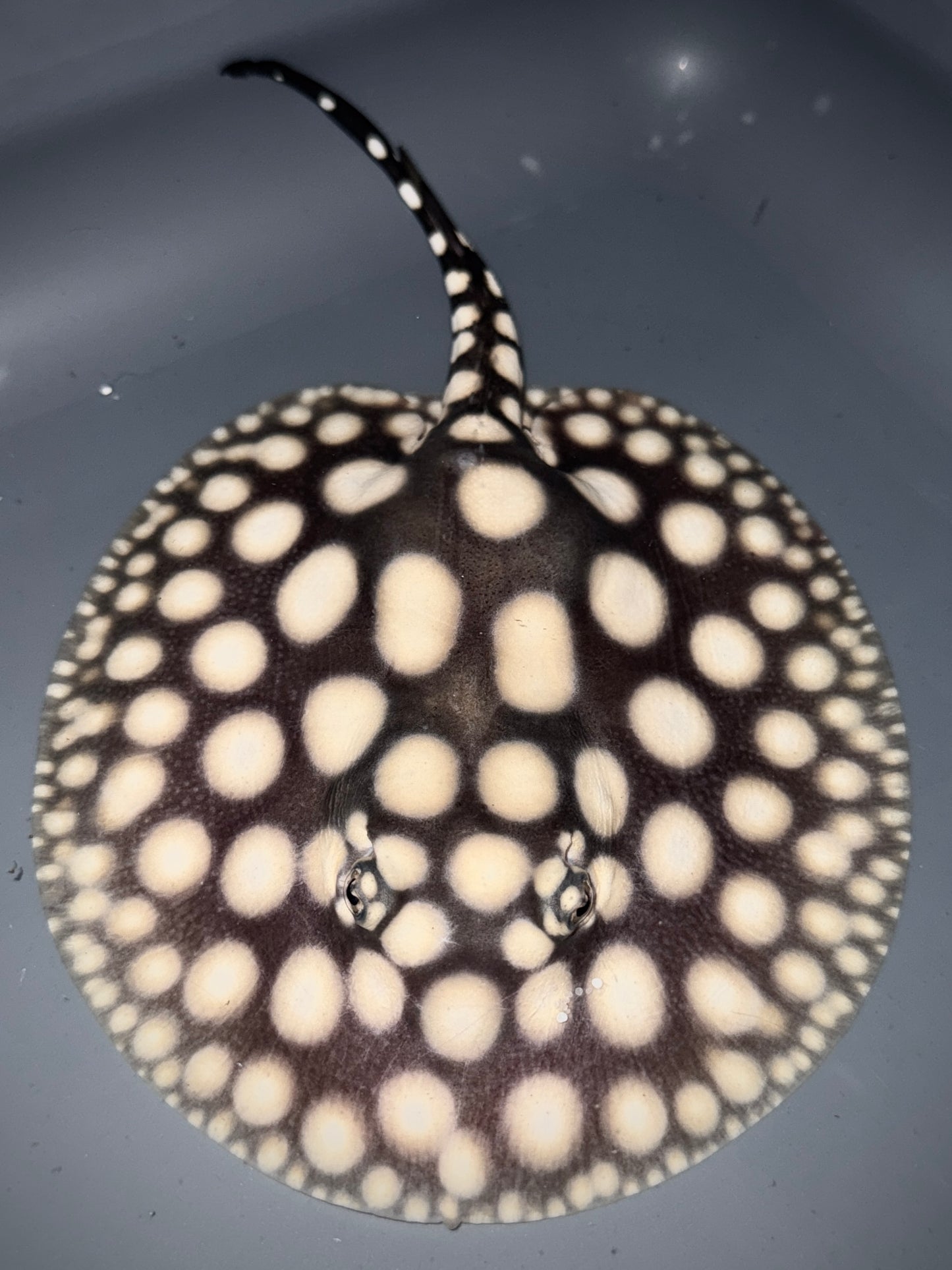 SUPERWHITE BD MALE 14CM - POTAMOTRYGON SP.