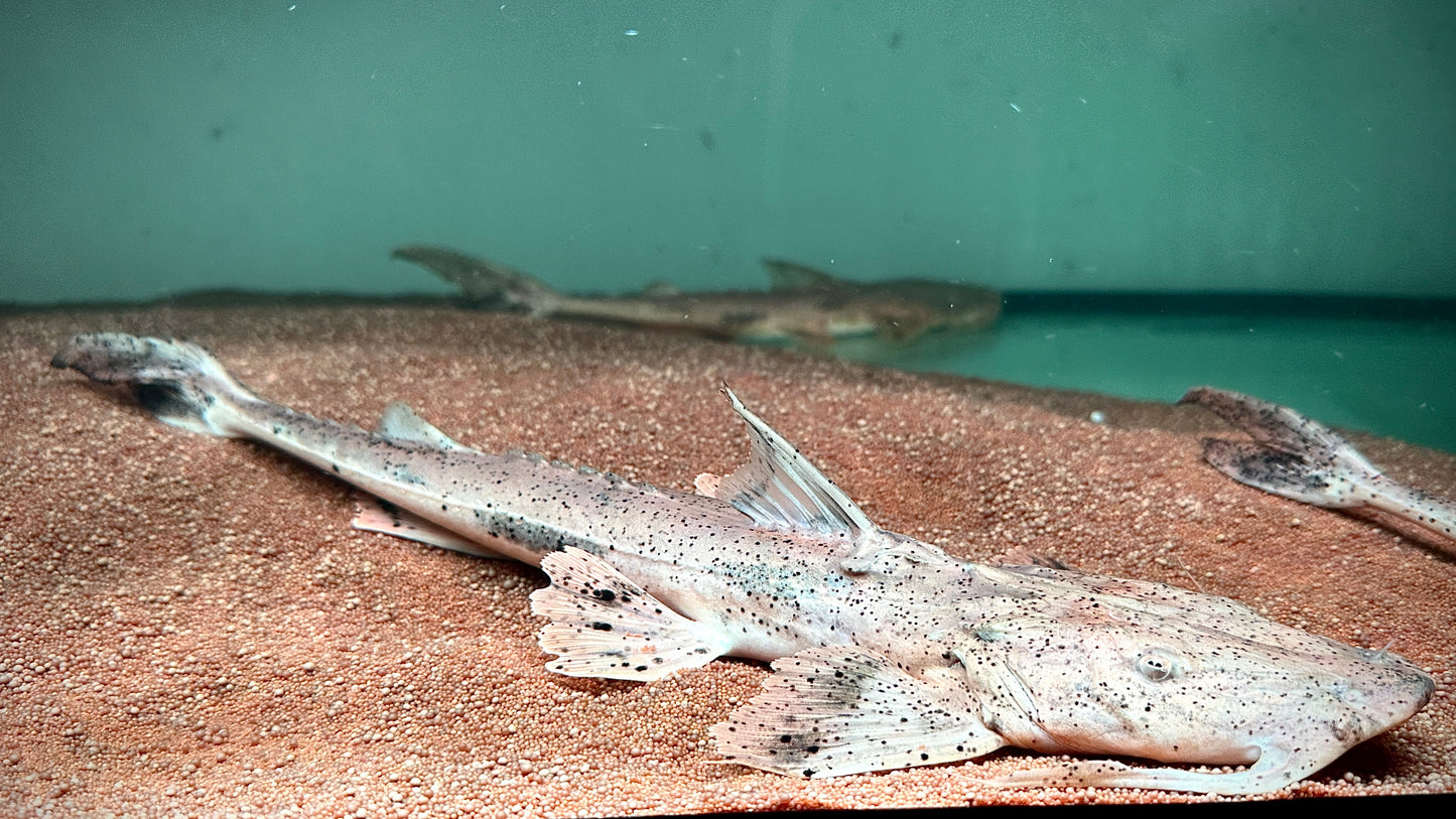 Crocodile Catfish, Guitar Goonch 40cm (Bagarius Suchus)