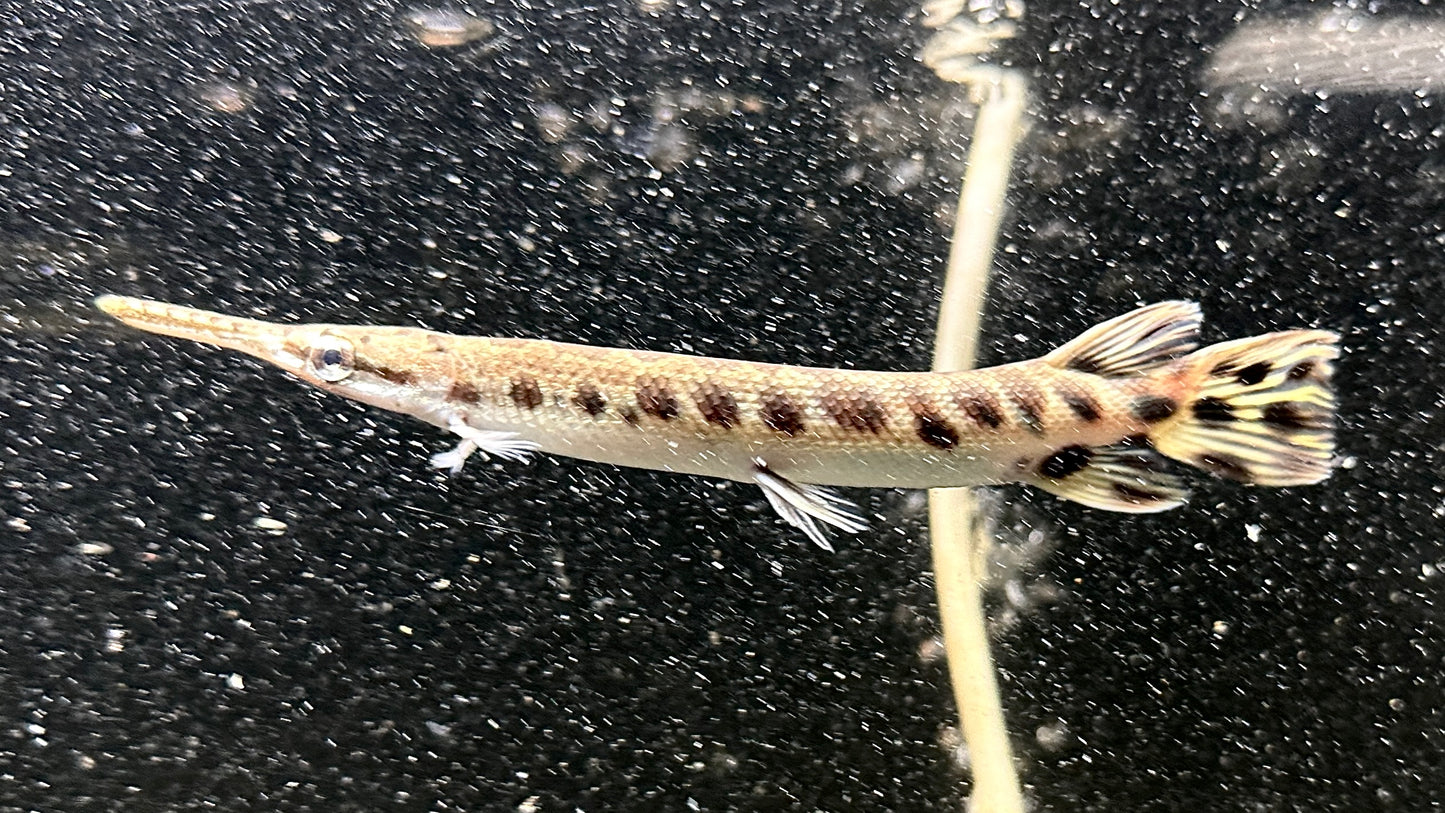 SPOTTED GAR 14 CM - LEPISOSTEUS OCULATUS