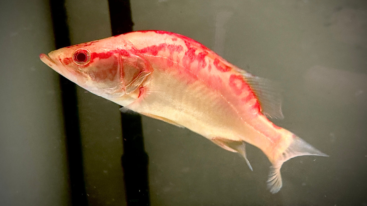 ALBINO CHINESE PERCH 18CM - SINIPERCA CHUATSI