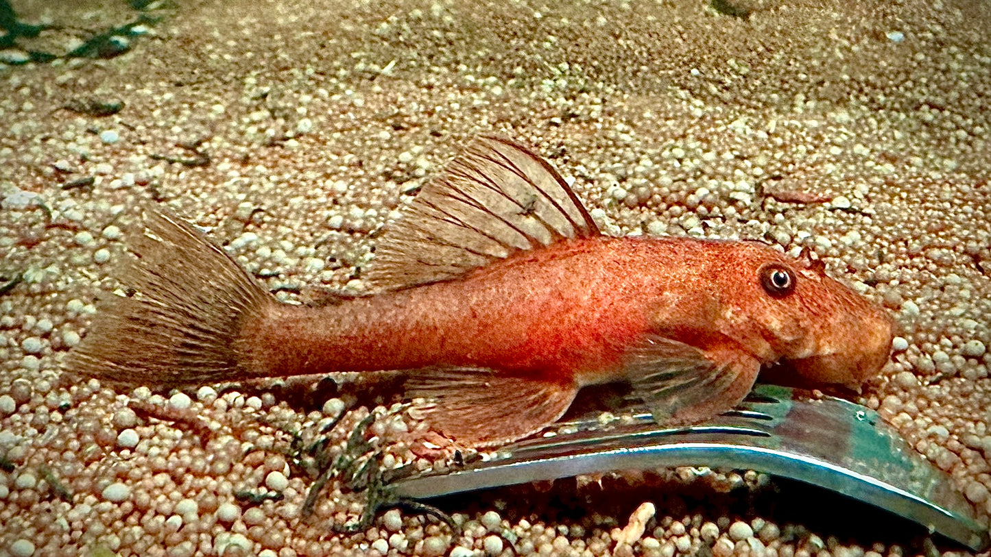 10pcs Red Ancistrus cf. Cirrhosis n 2-3cm (tank cleaners)