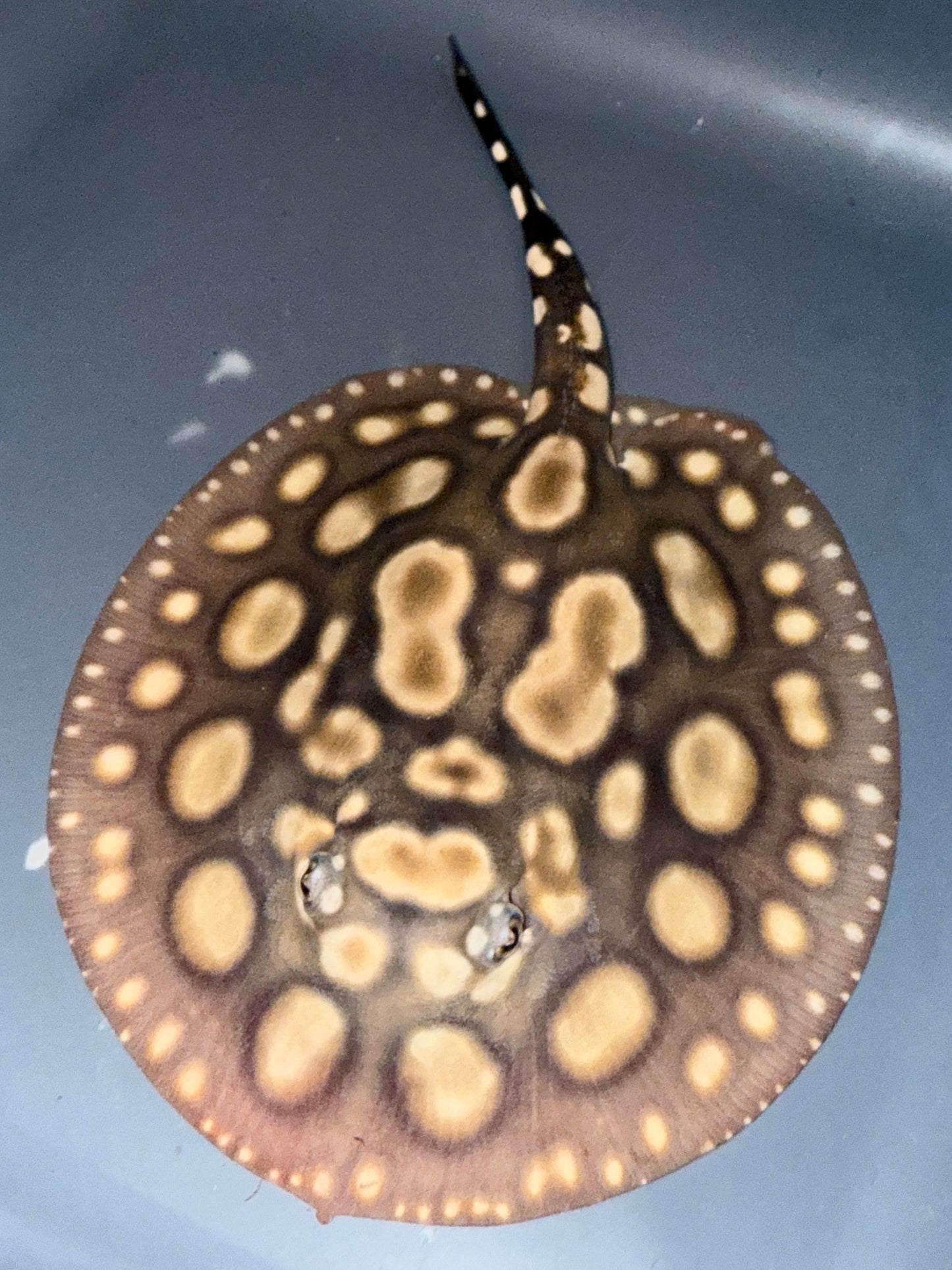 Henlei x Blackdiamond Male 16cm