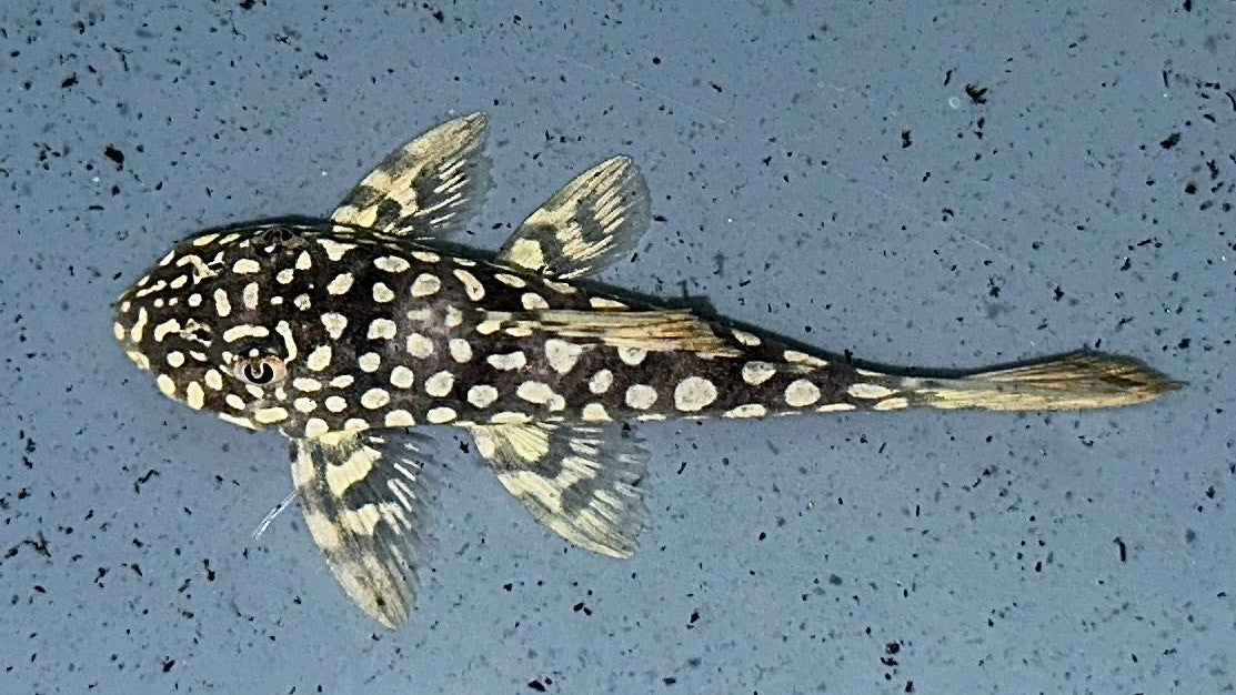 L14 Sunshine Pleco 6cm