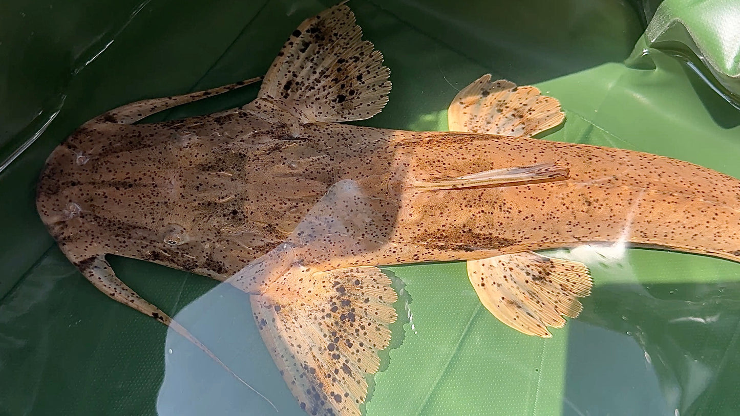 Crocodile Catfish, Guitar Goonch 40cm (Bagarius Suchus)