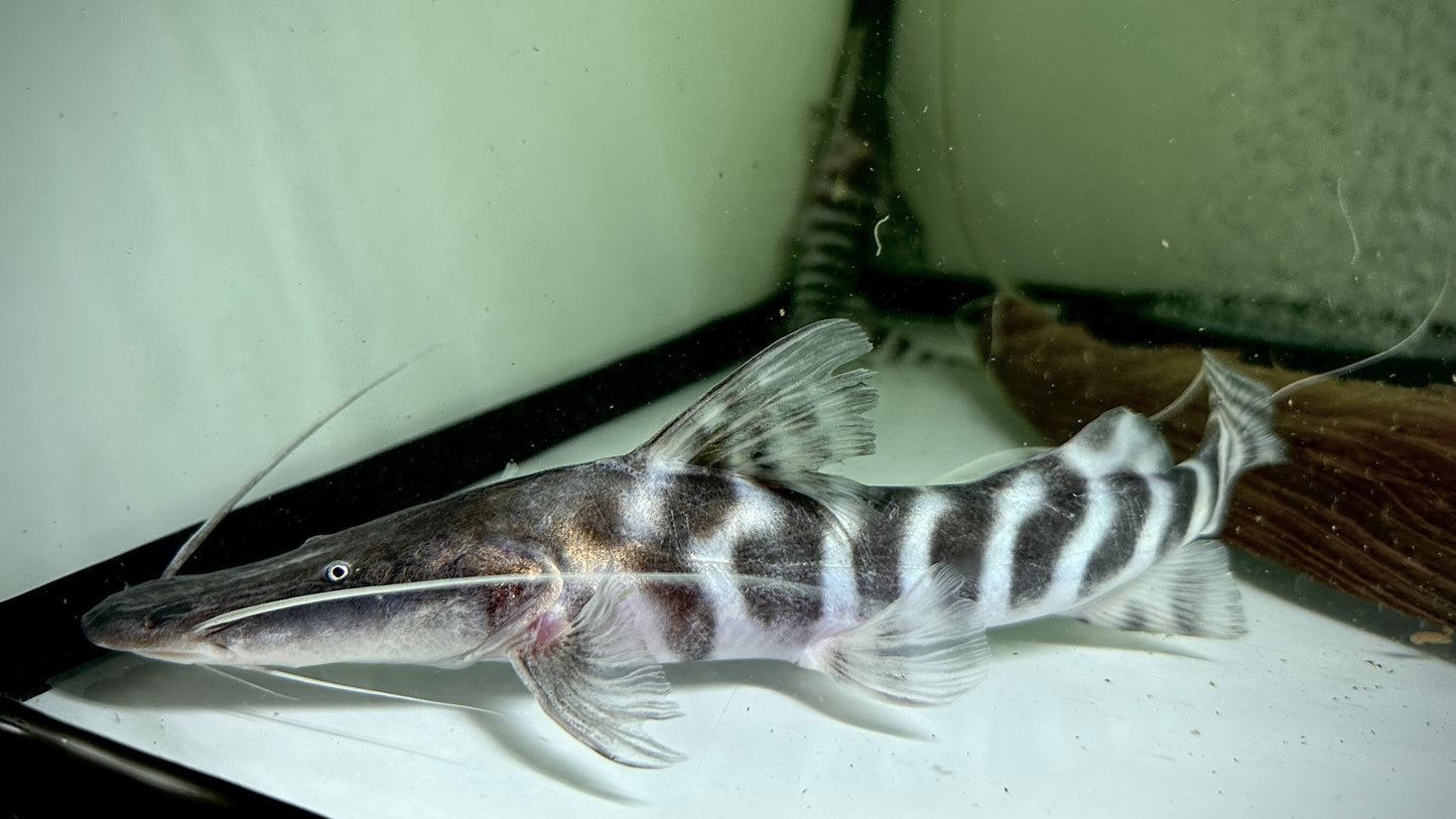 Tigrinus Catfish 20cm