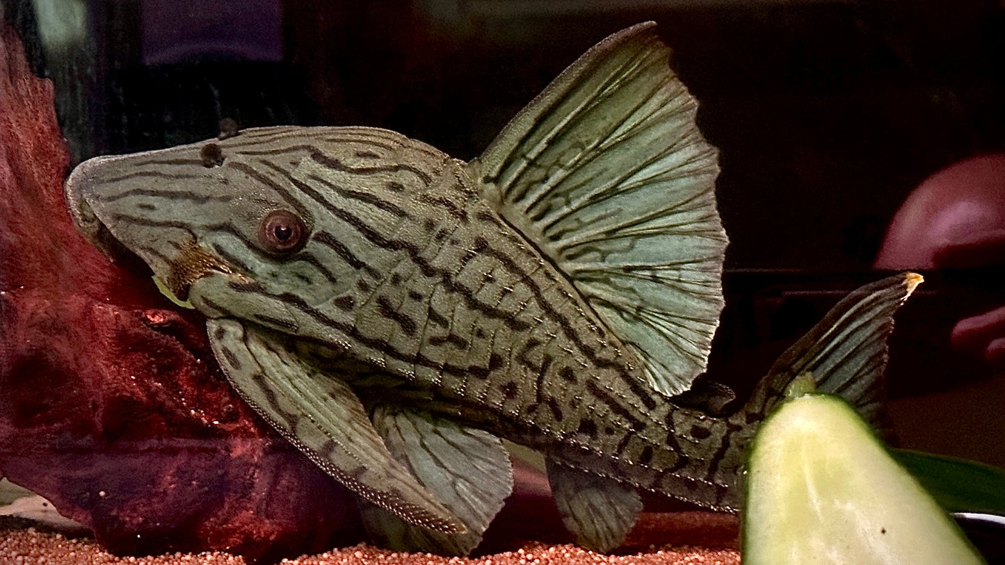 L191- BROKEN LINE ROYAL PLECO 25CM - PANAQUE SP. (wild, looks like a shortbody so fat)
