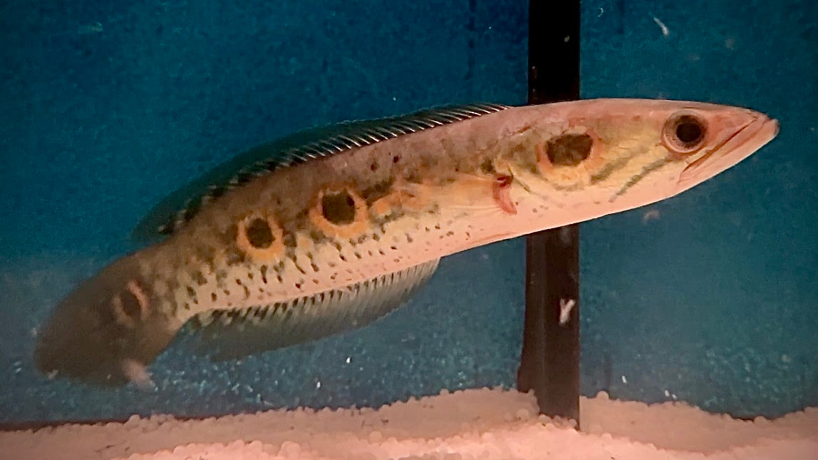 Ocellated Snakehead 20cm
