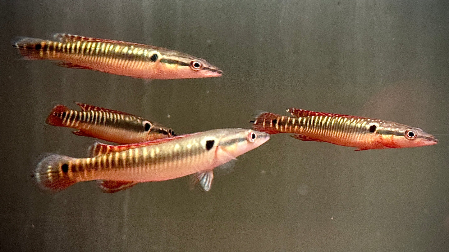 ZEBRA PIKE CICHLID 10-12CM - CRENICICHLA ZEBRINA
