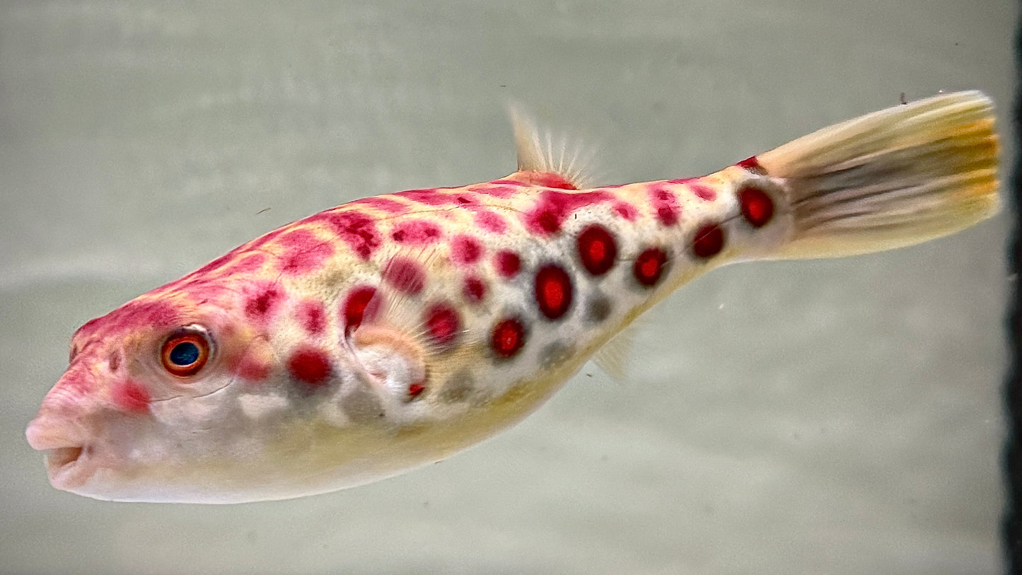 CROSS RIVER PUFFER 22CM - TETRAODON PUSTULATUS (super quality)