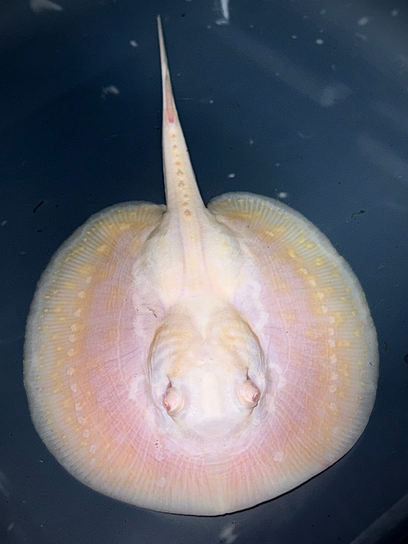 Albino Piebald Hybrid Male 15cm (very very white)