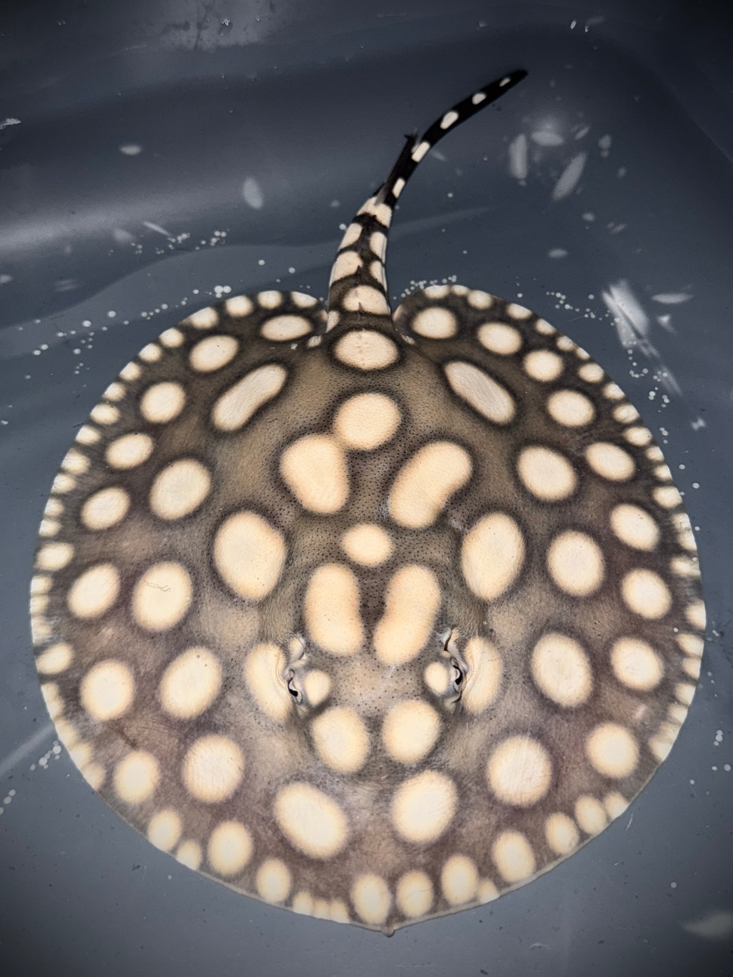 SAO FELIX BD x HENLEI MALE 18CM - POTAMOTRYGON SP.