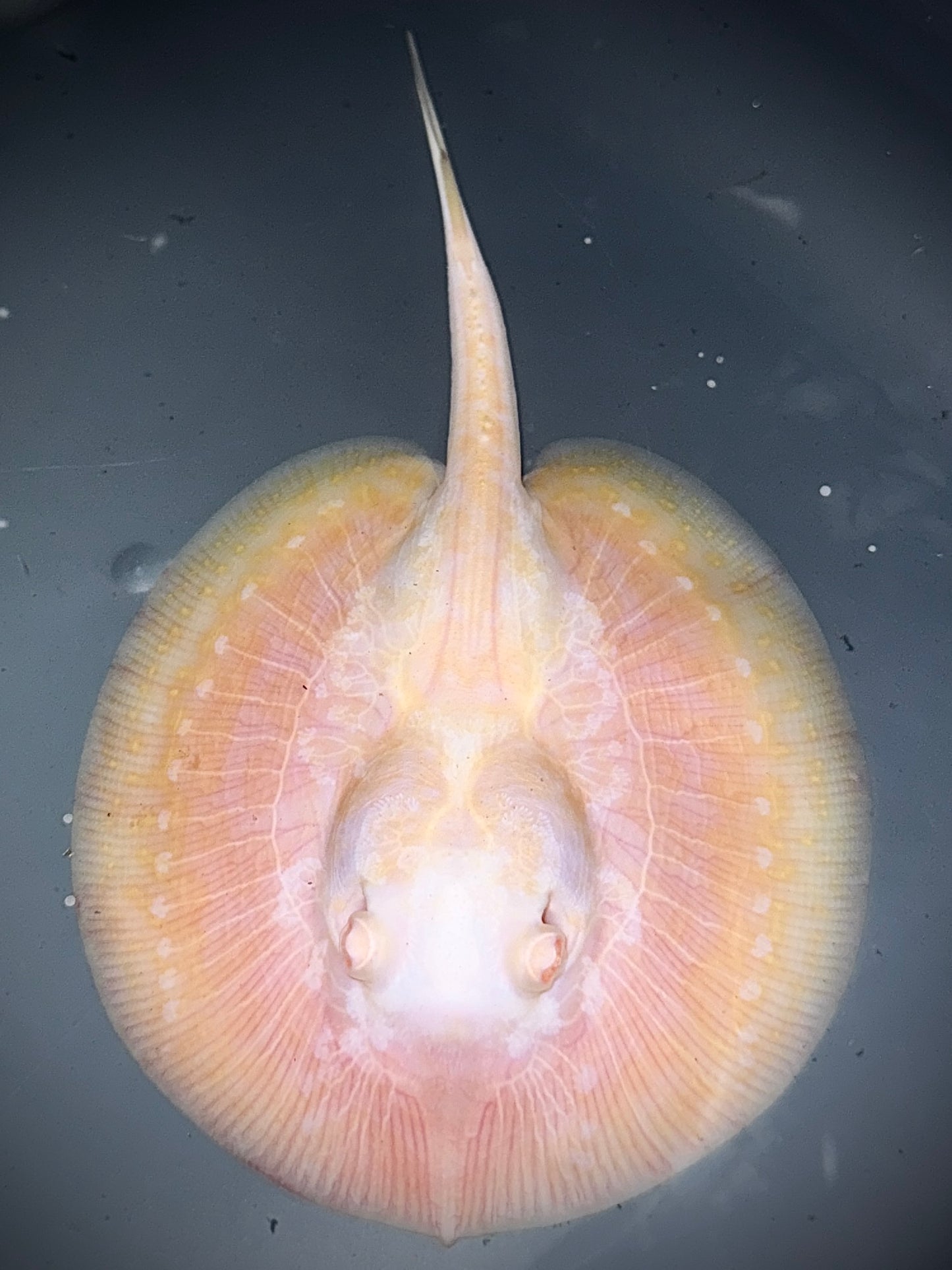 Albino Piebald Jabuti Male 13cm