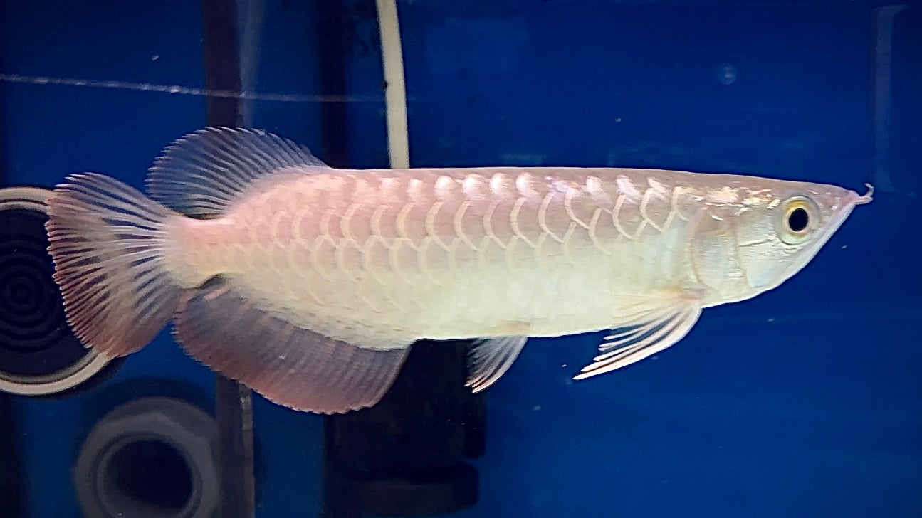 Bluebase Crossback Golden Arowana 18cm