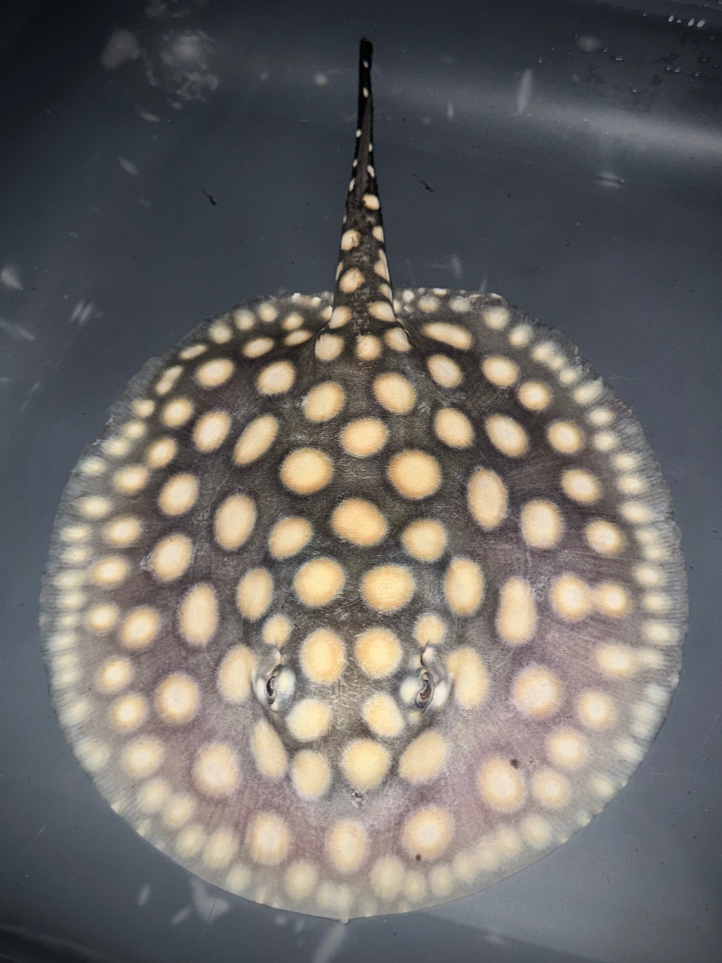 BD x HENLEI x P14 FEMALE 18CM - POTAMOTRYGON SP.