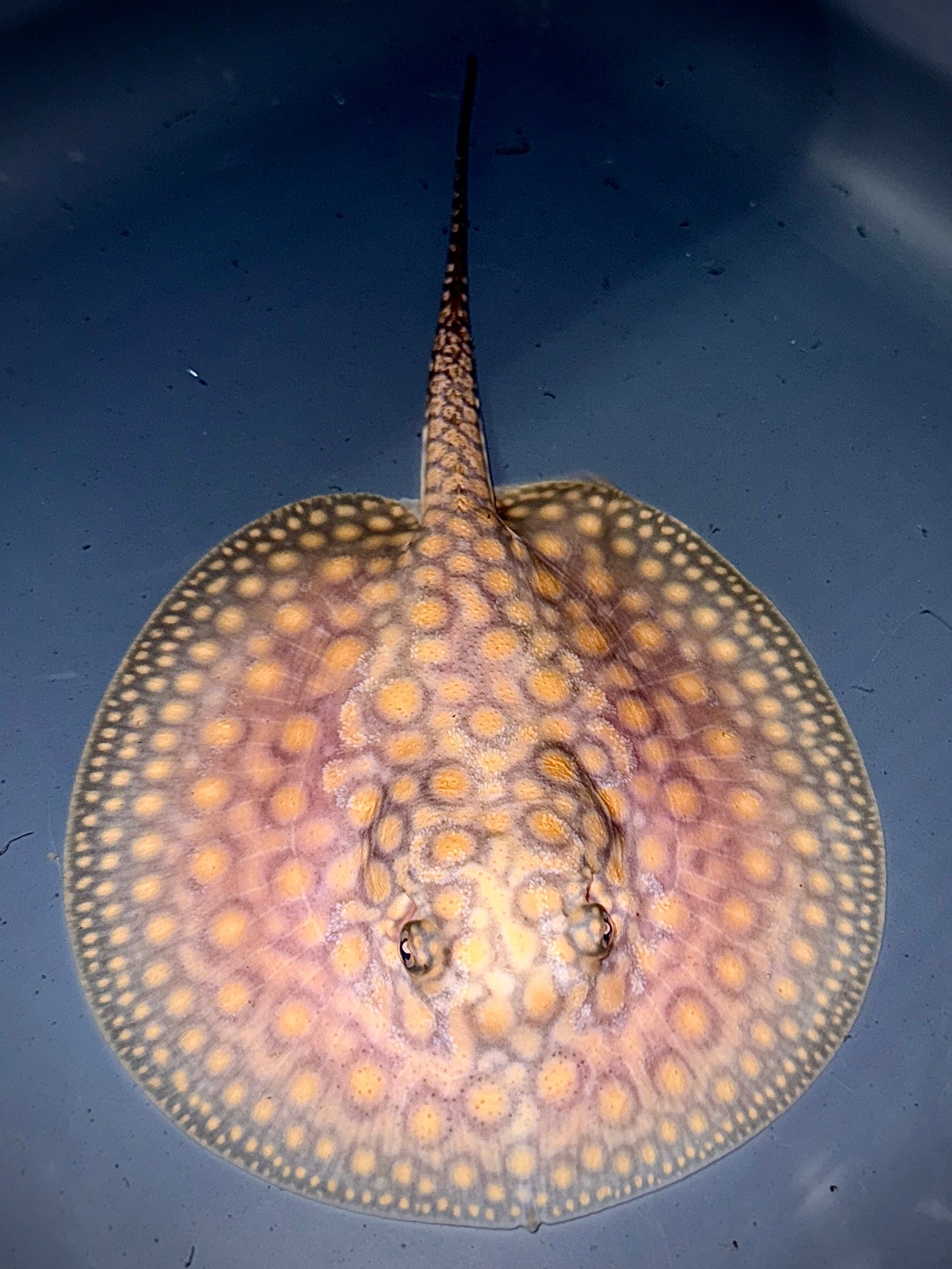 Marbled Motoro female 14cm