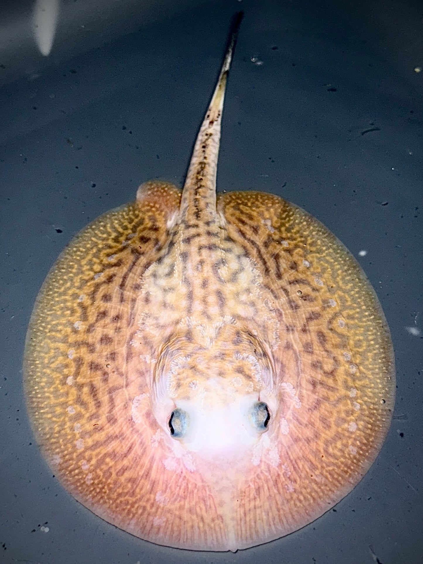 Piebald Jabuti Hybrid Female 13cm