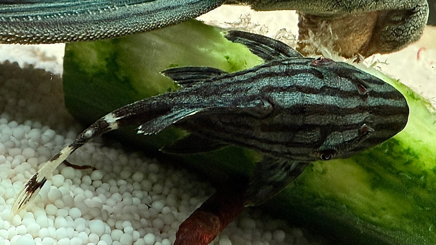 L191 Broken Line Royal Pleco 8cm
