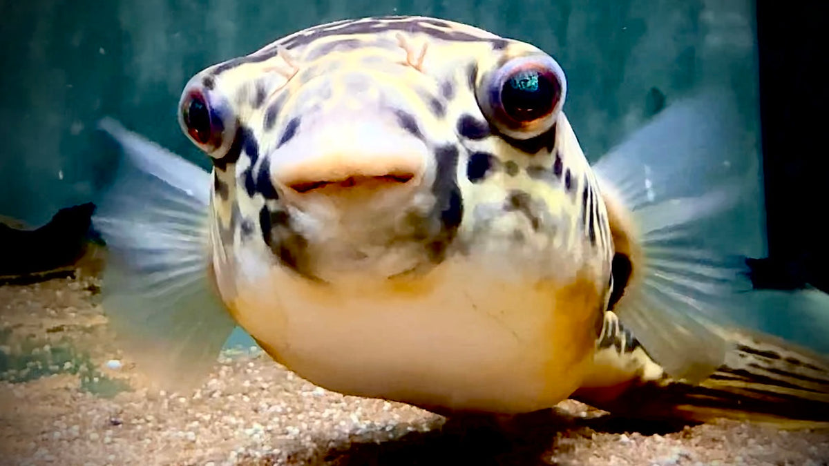 Wizz The Puff 30cm - Tetraodon Mbu