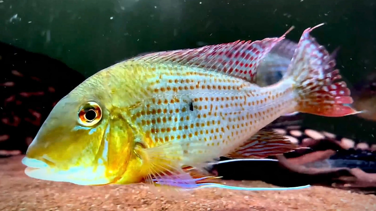 Geophagus Altifrons group of 7pcs 17cm (wild)