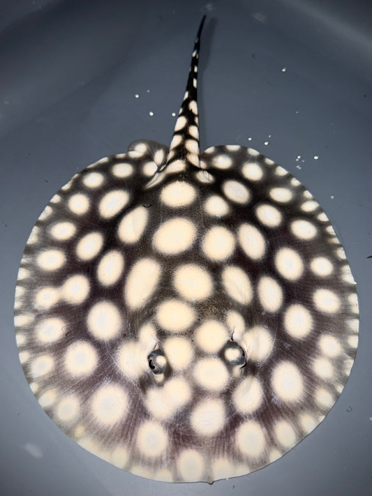 SUPERWHITE BD FEMALE 16CM - POTAMOTRYGON SP.