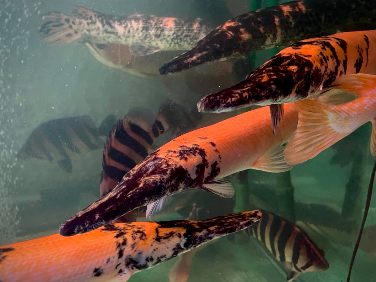 Mable Gar Black Orange Marbled Gar 60cm – Duketown Monsters