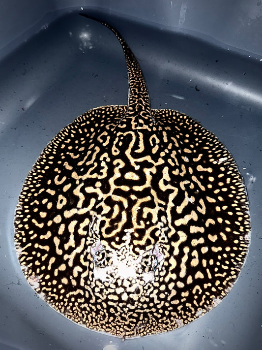 Goldenbase Panda female 22cm