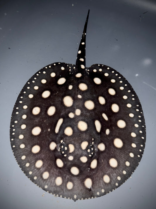 Black Diamond Leopoldi Male 12cm (100% real pure wild bloodline that get more beautiful with age) Check out the video!