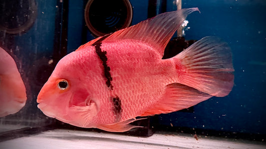Tiger Parrot 22cm