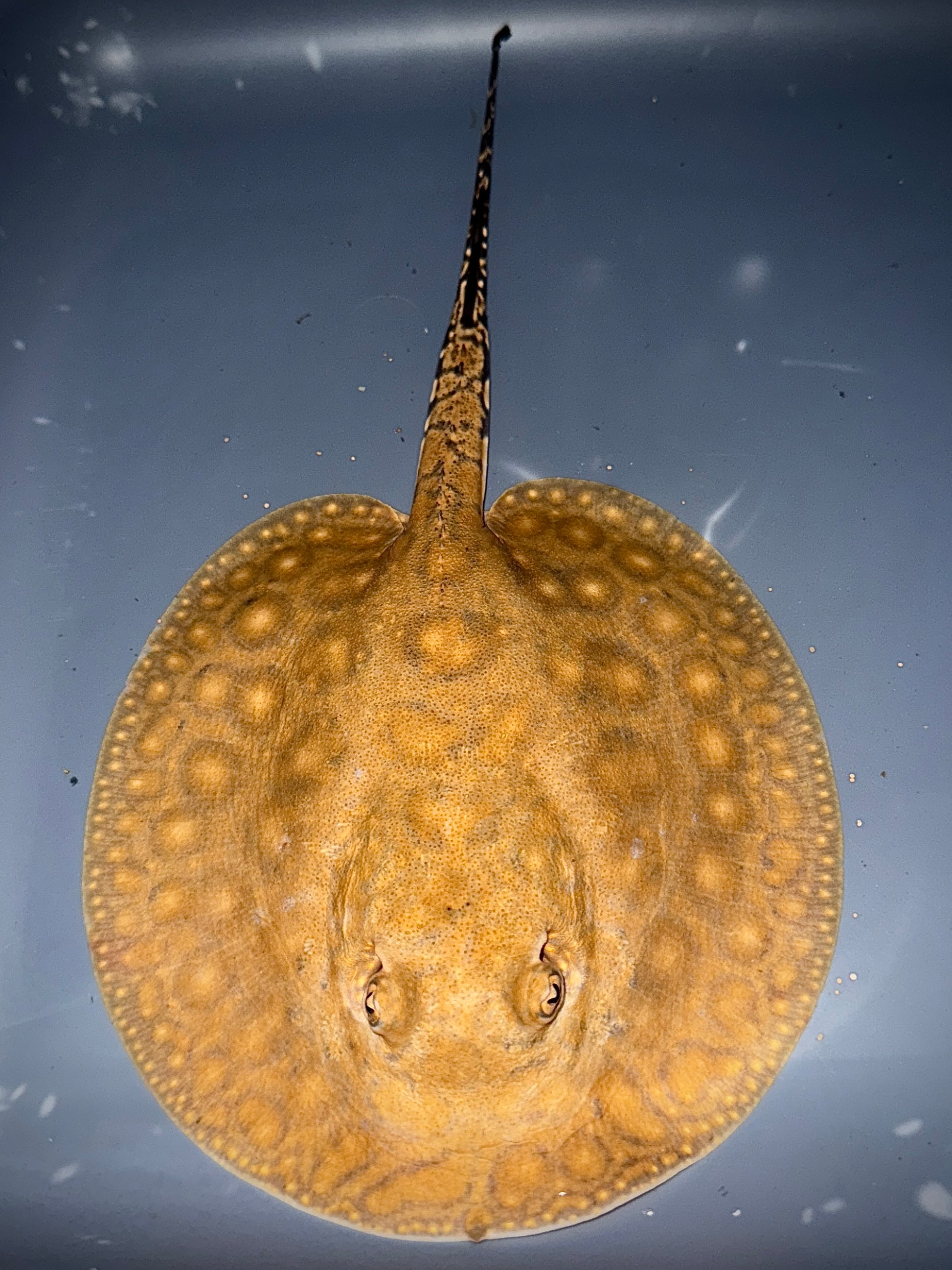 Boesemani 75% x King Henlei 25% Male 14 cm