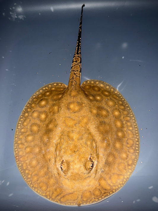 Boesemani 75% x King Henlei 25% Male 14 cm (unique and will become very colorful and beautiful)