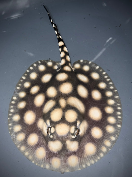 SUPERWHITE BD MALE 12CM - POTAMOTRYGON SP.