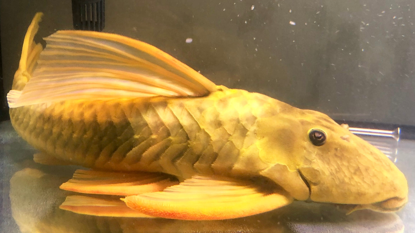 Luteus 45cm (ask for availability)