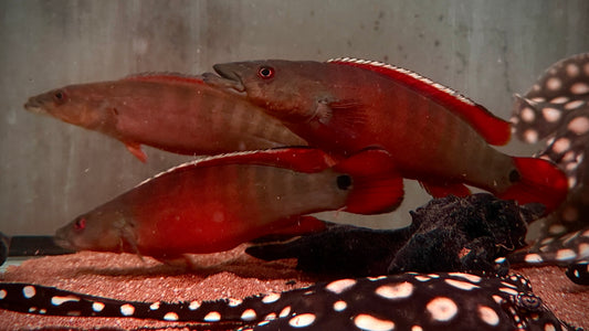 Crenicichla Xingu 1, 20-22 cm (wildcaught)