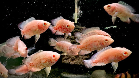 Albino Oscars group of 10pcs 6cm