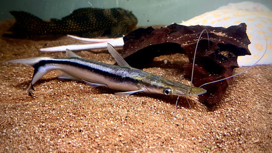 DUCKBILL CATFISH 23CM - SORUBIM LIMA