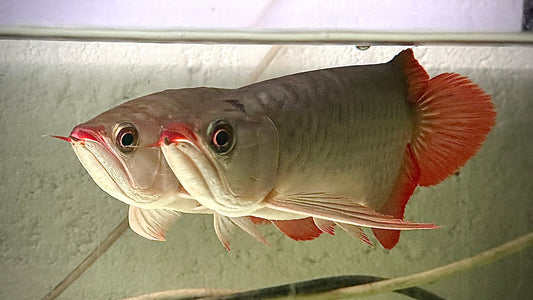 SUPERRED AROWANA PAIR 32CM - SCLEROPAGES FORMOSUS (2 Fish)