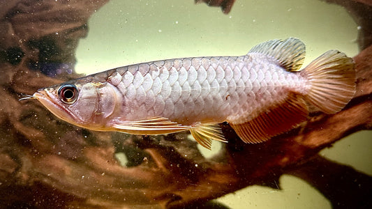 Highback Golden Arowana ‘Big Body’ 22cm