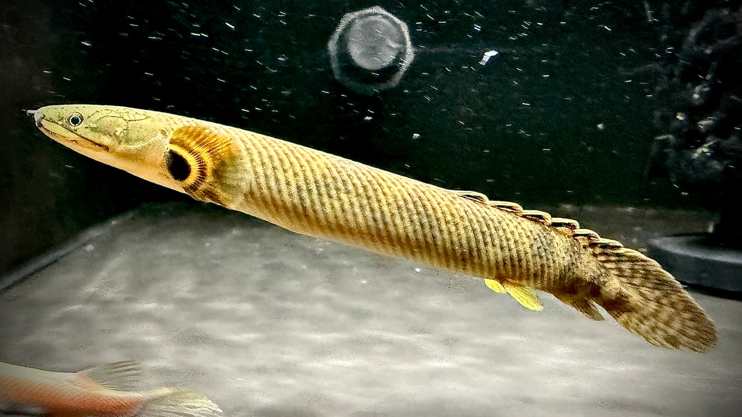 MOKELE-MBEMBE BICHIR 15CM - POLYPTERUS MOKELEMBEMBE