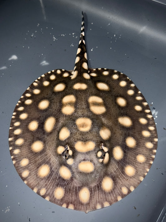Superwhite x Blackdiamondhenlei Female 15cm