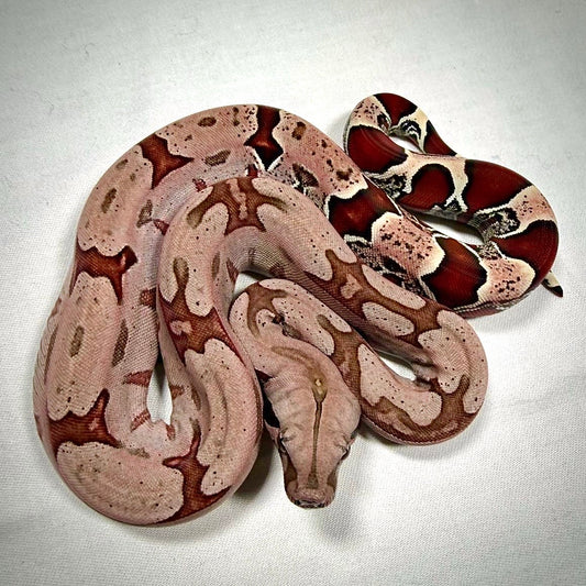 SURINAM REDTAIL BOA BROKOPONDO 40CM - BOA CONSTRICTOR CONSTRICTOR