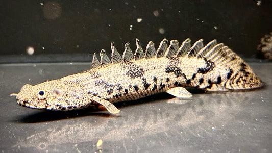 Polypterus Endlicheri Endlicheri 15cm