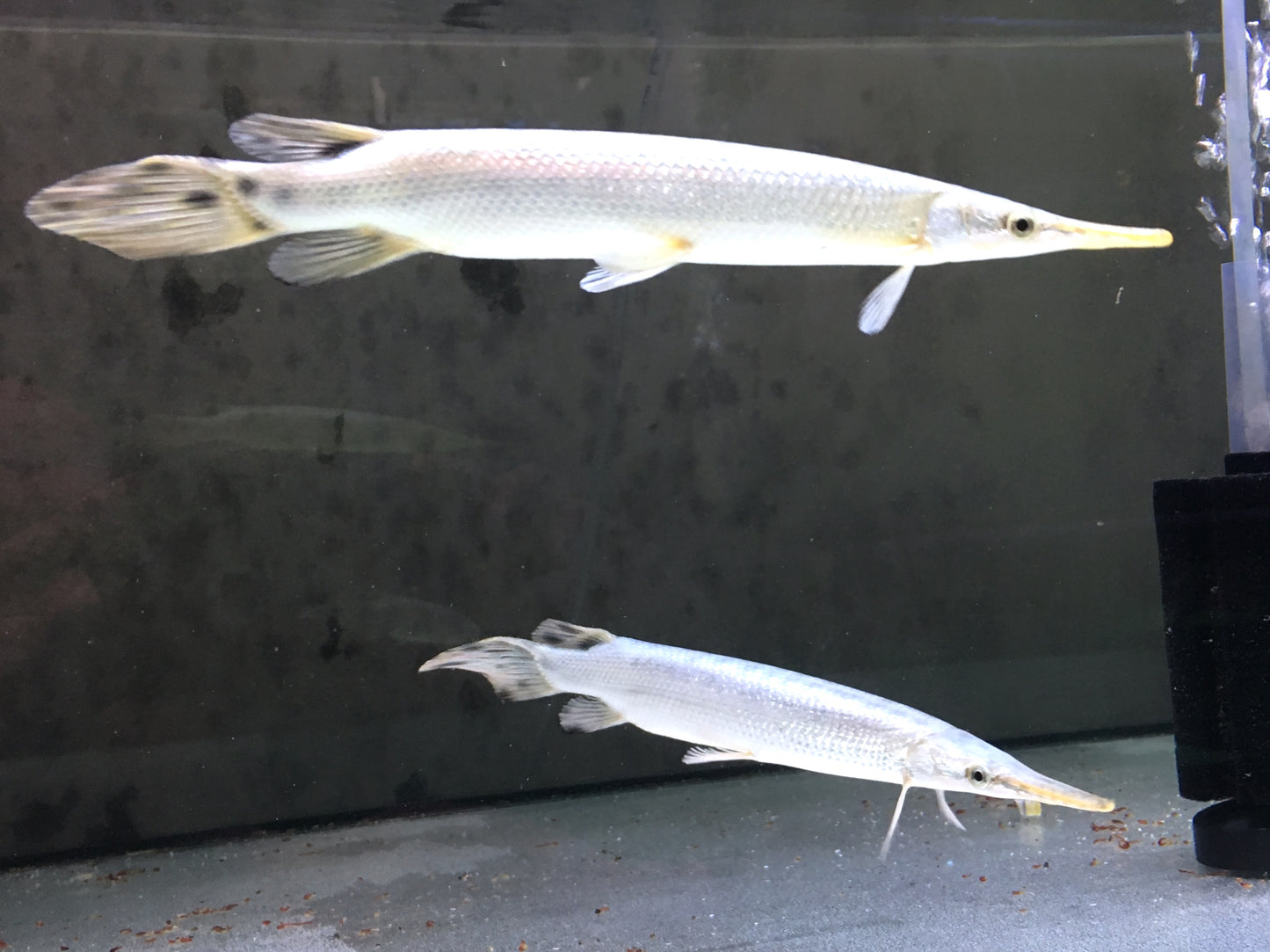 Platinum Florida Gar 20cm