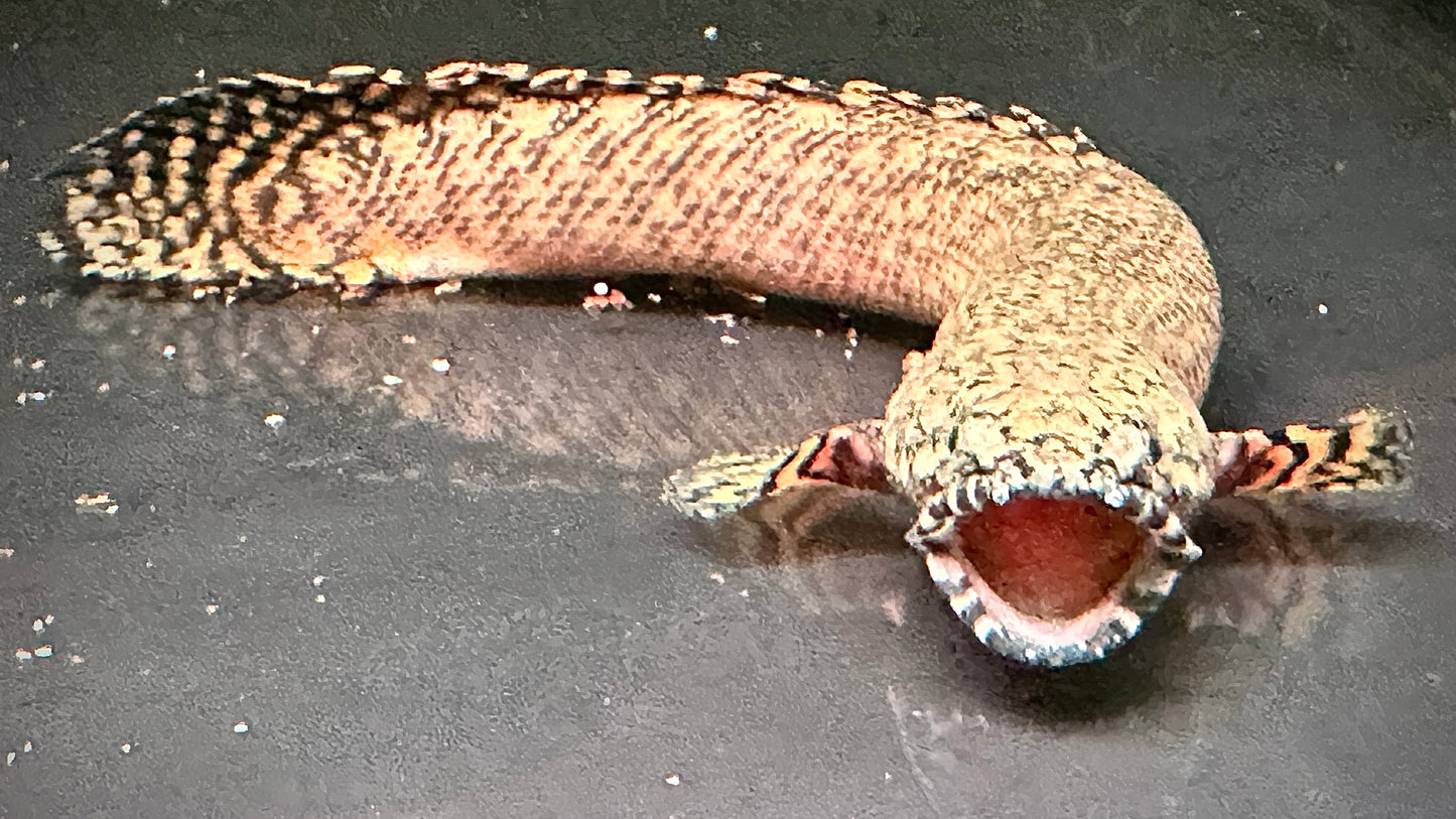 Polypterus Ornatipinnis 20cm (wild)