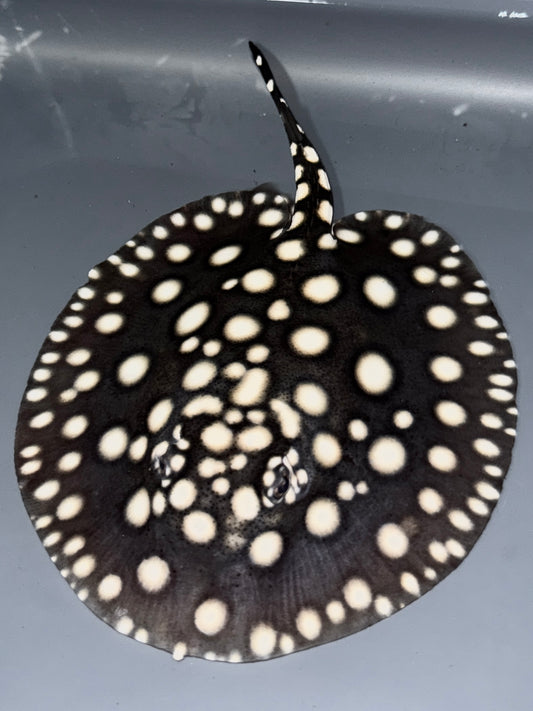 BD Hybrid female 15cm