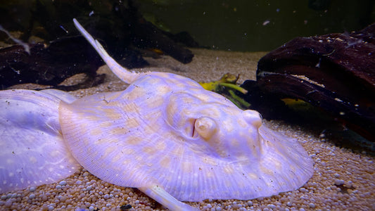 Albino Goldenbase Hybrid Female 12cm Leopard pattern