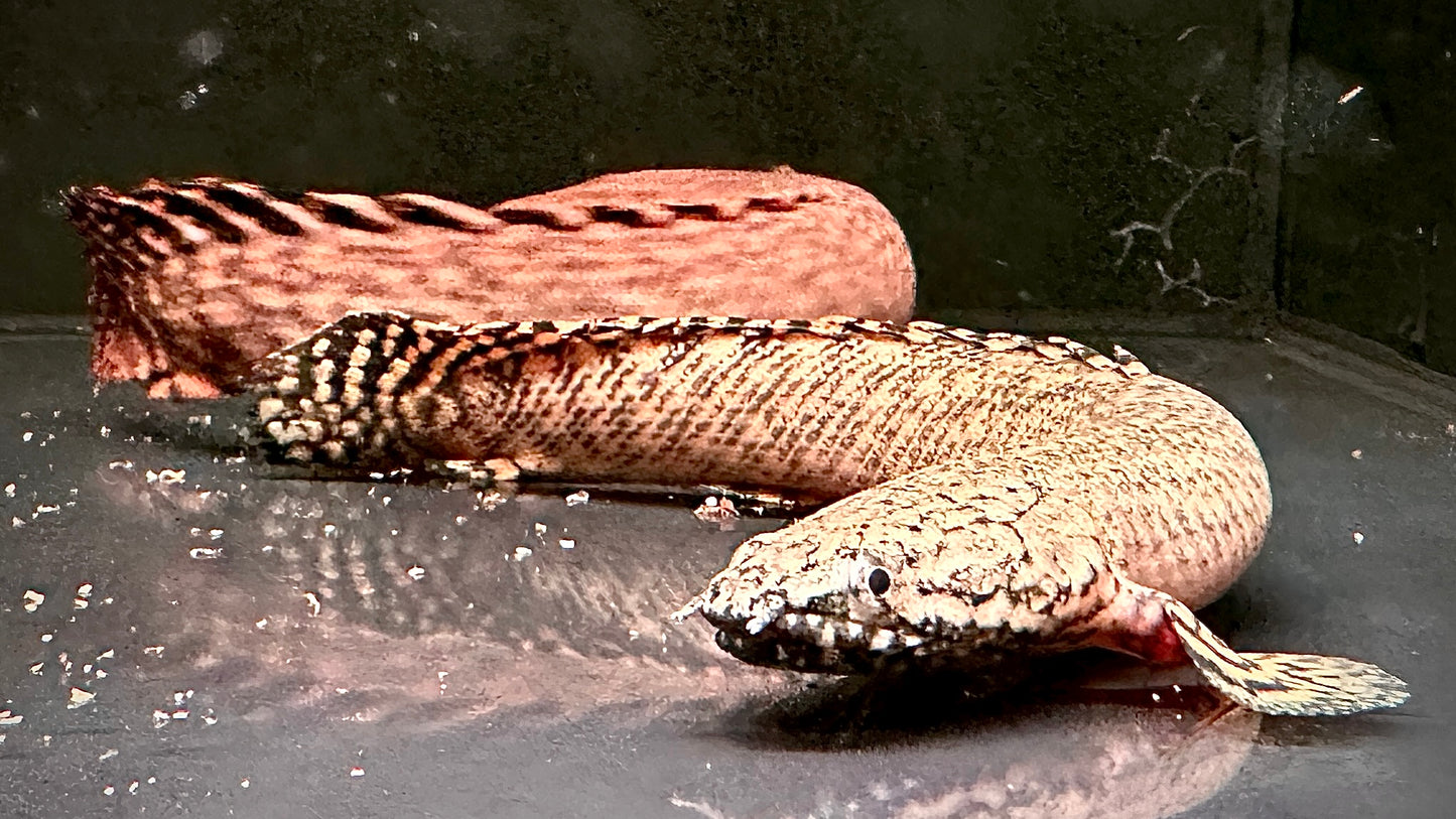 Polypterus Ornatipinnis 20cm (wild)