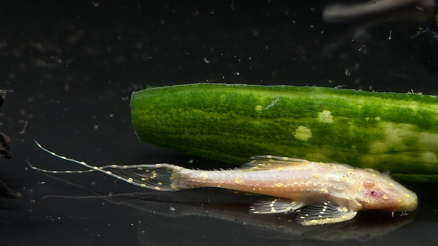 Acanthicus Adonis Albino 10cm