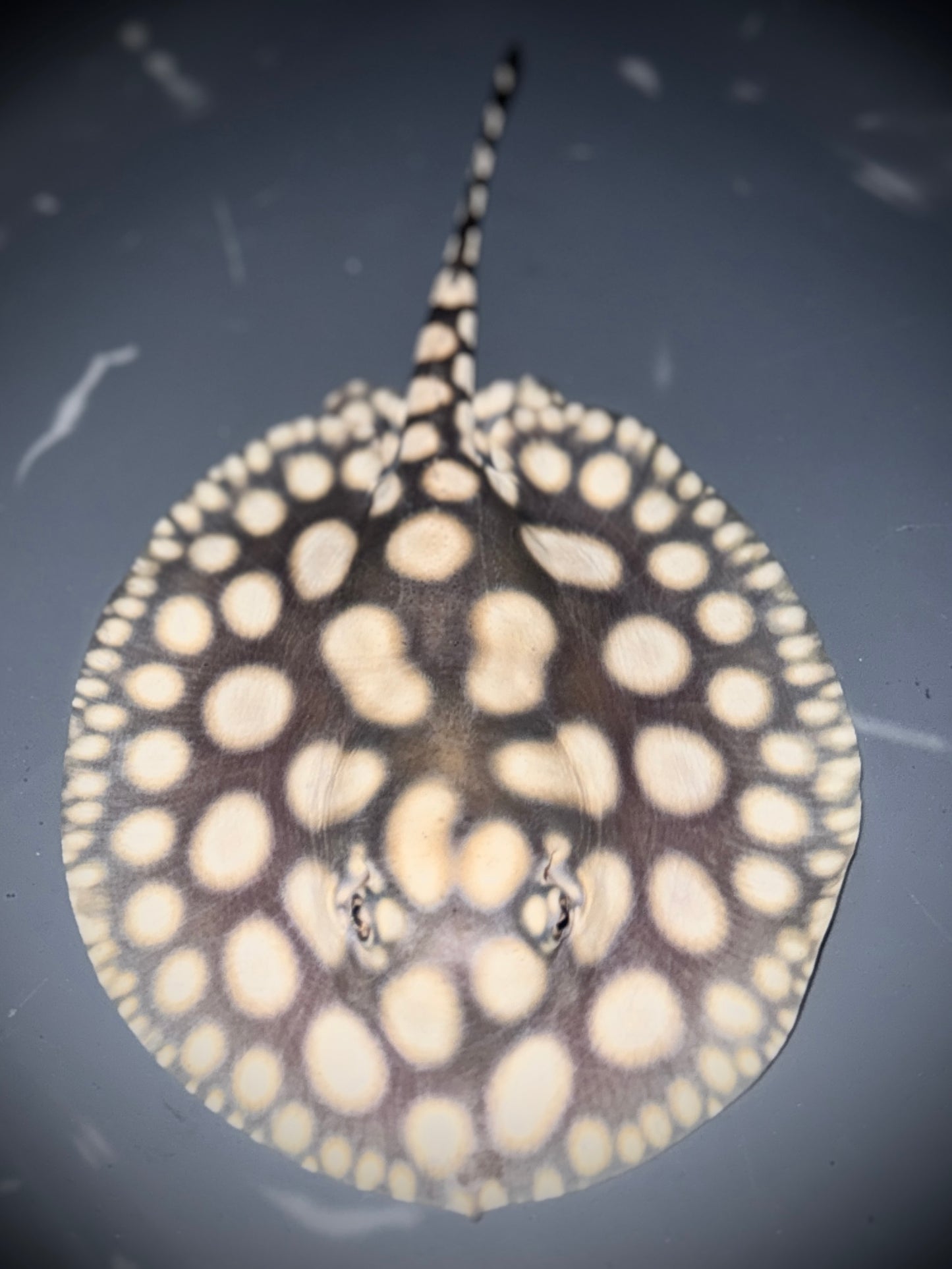 SAO FELIX BD x HENLEI MALE 15CM - POTAMOTRYGON SP.