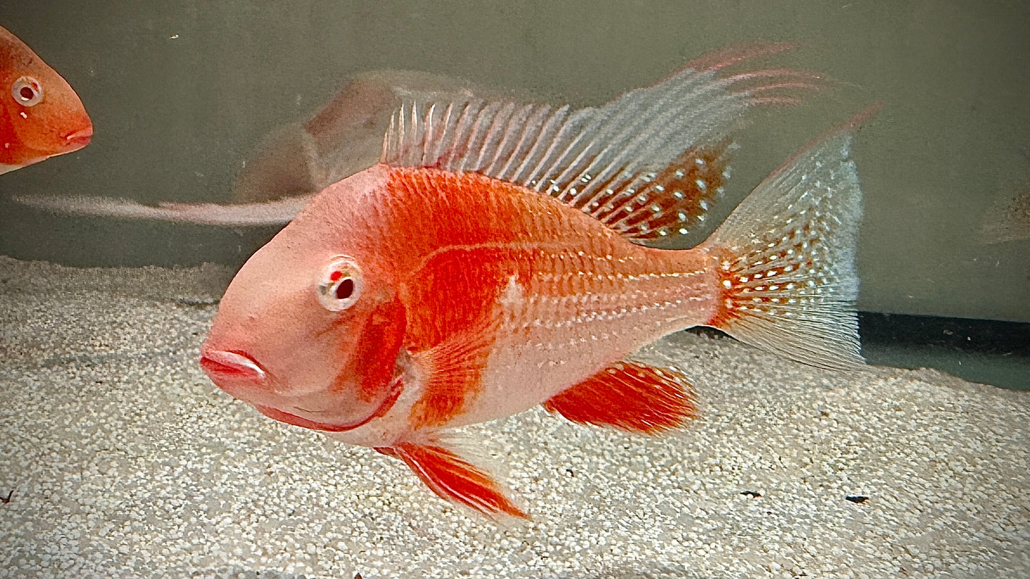 ALBINO THREADFIN ACARA 13CM - ACARICHTHYS HECKELII